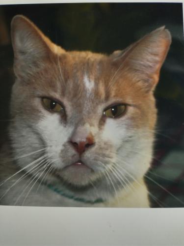 Lost Female Cat last seen Hesperian Blvd. &  West A St, Hayward, CA 94541