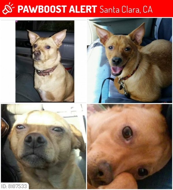 Lost Male Dog last seen Jack in the Box at El Camino Real and Nobili in Santa Clara , Santa Clara, CA 95051
