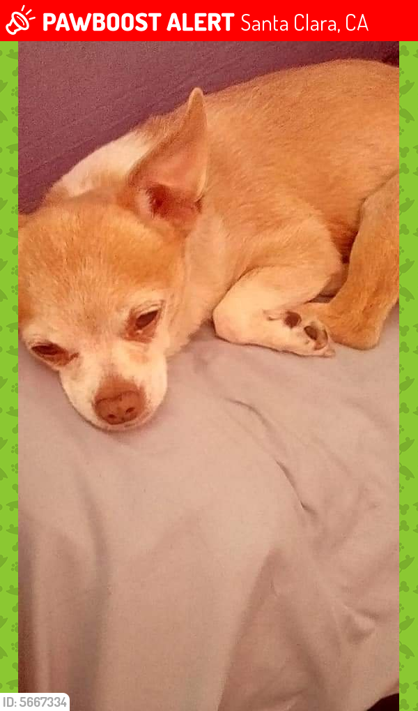 Lost Male Dog last seen Stevens creek Blvd and Calvert blvd., Santa Clara, CA 95051