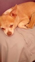 Lost Male Dog last seen Stevens creek Blvd and Calvert blvd., Santa Clara, CA 95051