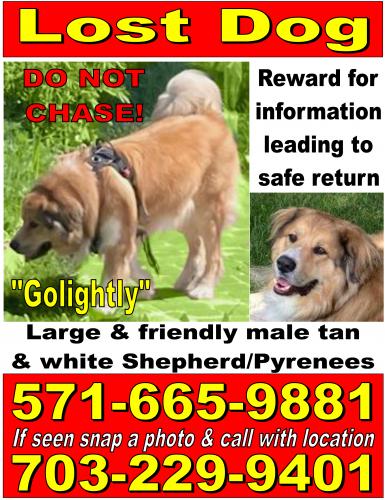 Lost Male Dog last seen Talamore Dr, Ivy Hill Ct, Frederick County, VA 22655