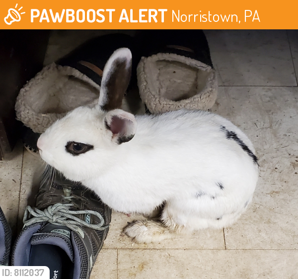 Found/Stray Unknown Rabbit last seen Chain St and Harding blvd, Norristown, PA 19401