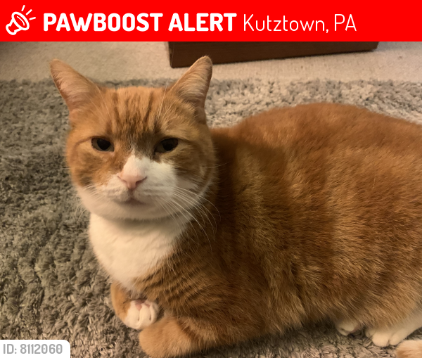 Lost Male Cat last seen Quarry rd and 222, behind Burger King , Kutztown, PA 19530