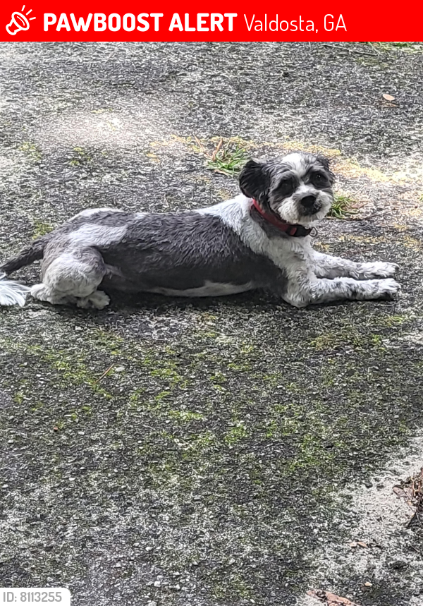 Lost Male Dog last seen Baytree, Valdosta, GA 31602