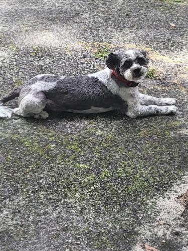 Found/Stray Male Dog last seen Baytree, Valdosta, GA 31602