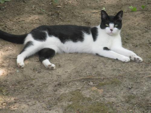 Lost Female Cat last seen Little River Turnpike & Medford Drive, Annandale, VA 22003