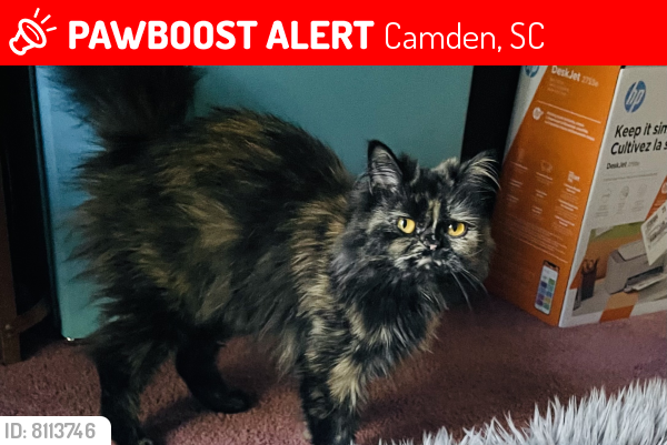 Lost Female Cat last seen Near Cleveland school rd Camden sc , Camden, SC 29020