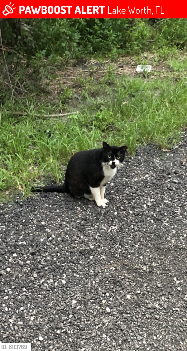 Lost Male Cat last seen Lantana and Lyons, Lake Worth, FL 33449