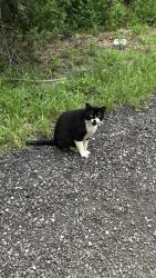 Lost Male Cat last seen Lantana and Lyons, Lake Worth, FL 33449