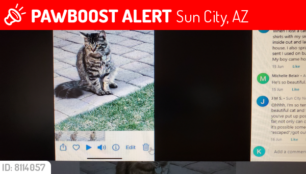 Lost Male Cat last seen Del Webb Blvd between Burns &GulfHills, Sun City, AZ 85351