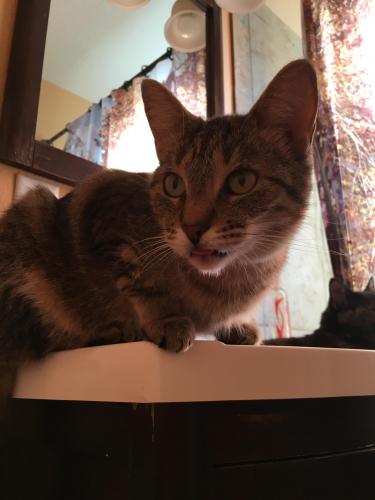 Lost Female Cat last seen Copper and Eubank, Albuquerque, NM 87108