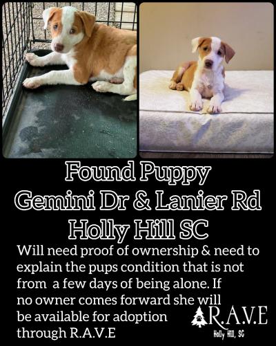 Found/Stray Female Dog last seen Lanier Rd, Orangeburg County, SC 29163