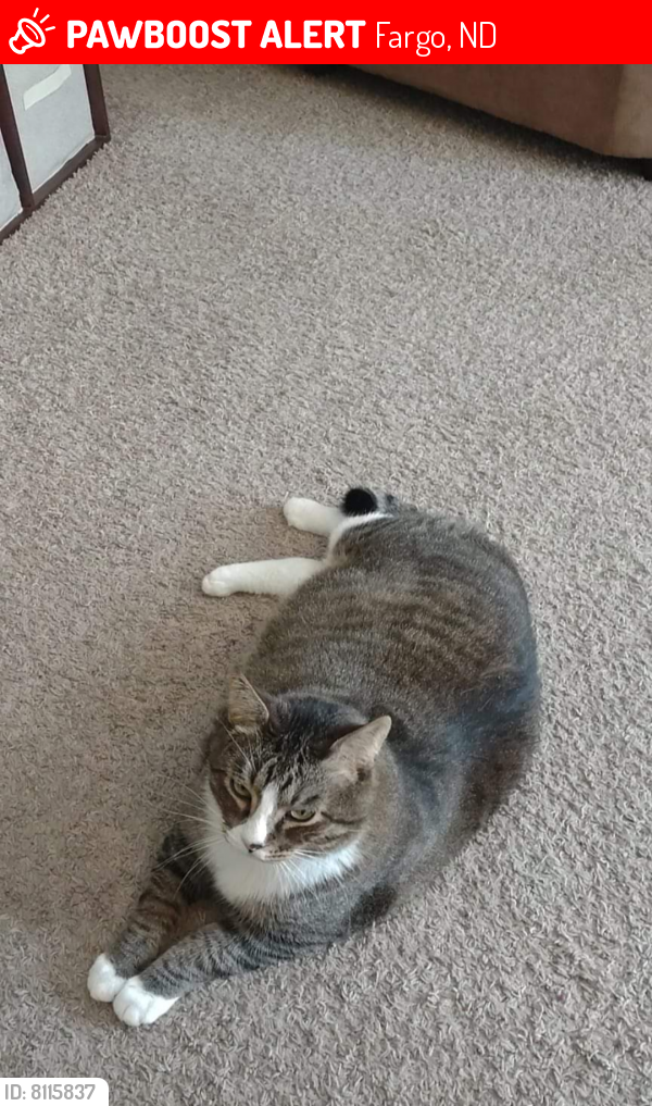 Lost Male Cat in Fargo, ND 58103 Named Indy (ID 8115837) PawBoost