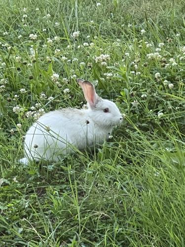 Found/Stray Unknown Rabbit last seen Drury Circle, Sugarland Run, VA 20164