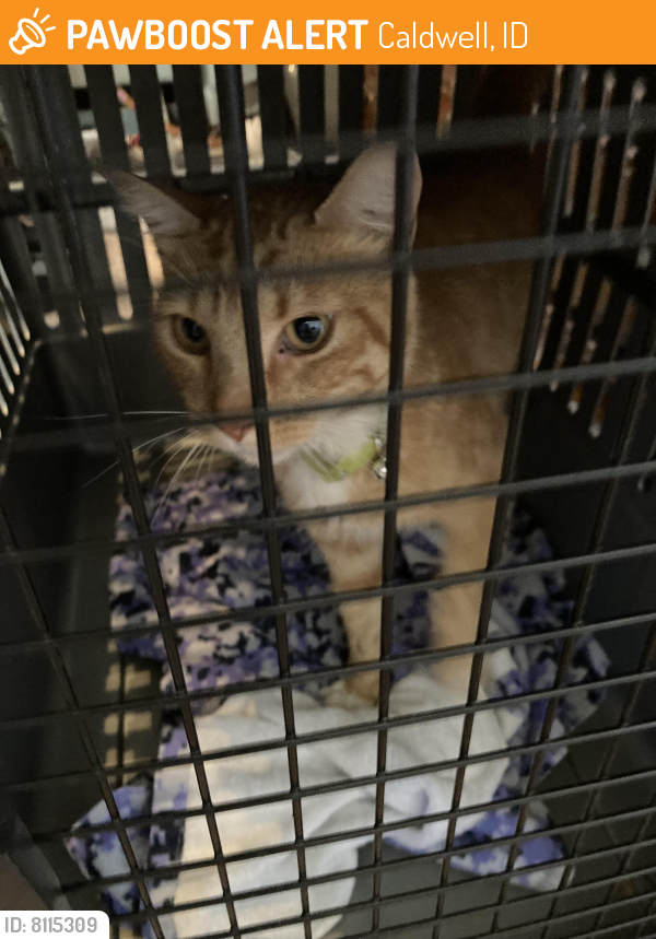 Found/Stray Cat in Caldwell, ID 83607 (ID 8115309) PawBoost