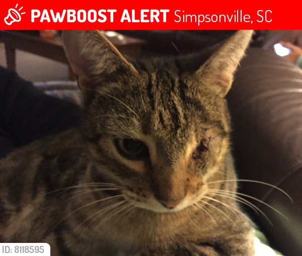 Lost Pets Simpsonville Sc