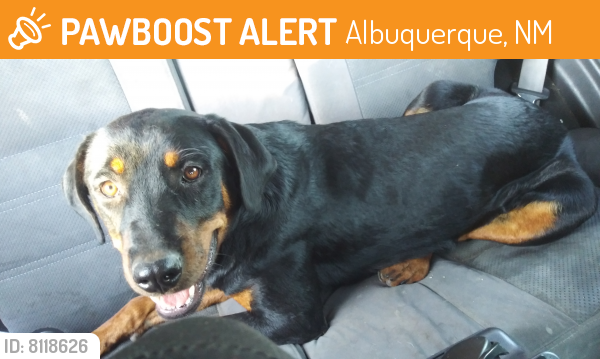 Found/Stray Female Dog last seen Tapia & Valley, Albuquerque, NM 87105