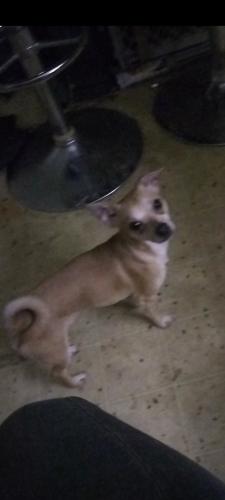 Lost Male Dog last seen Broadway And 12th Street, Phoenix, AZ 85040