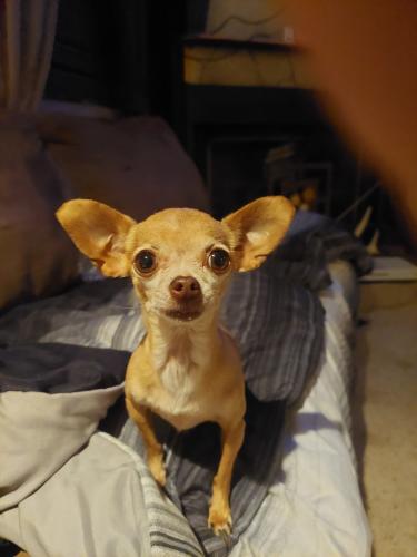 Lost Female Dog last seen Sara , Rio Rancho, NM 87124