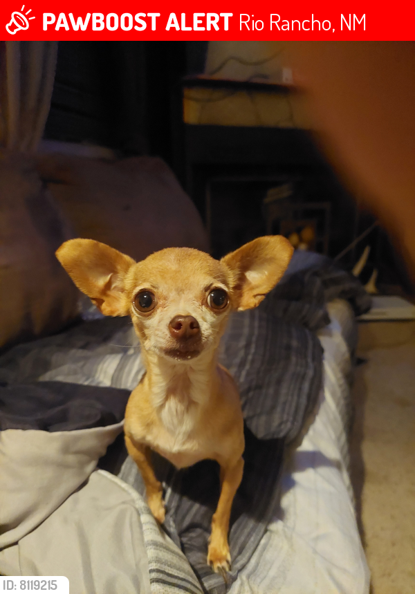 Lost Female Dog last seen Sara , Rio Rancho, NM 87124