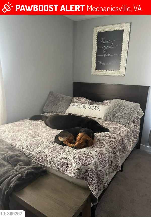 Lost Male Dog last seen Spring run rd and study rd, Mechanicsville, VA 23116