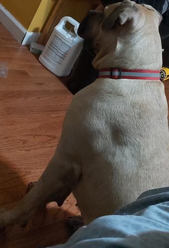 Lost Female Dog last seen B 67th and Beach Channel Dr , Queens, NY 11691