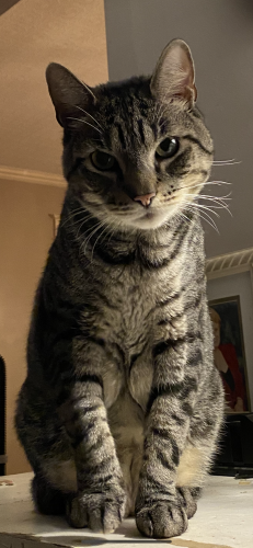 Lost Male Cat last seen Maplewood Avenue and Russell Road, Albany, NY 12203