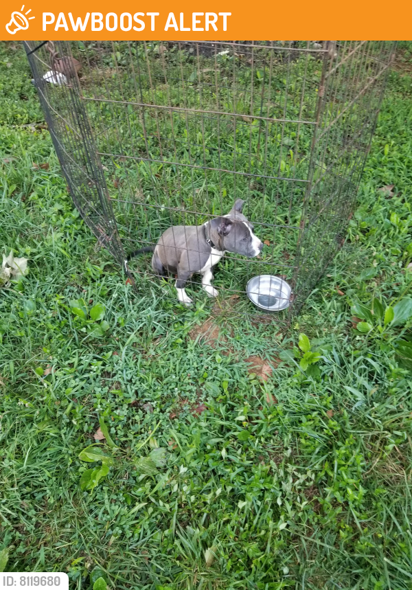 Strawberry Plains, TN Stray Male Dog Found Near Near whispering pines