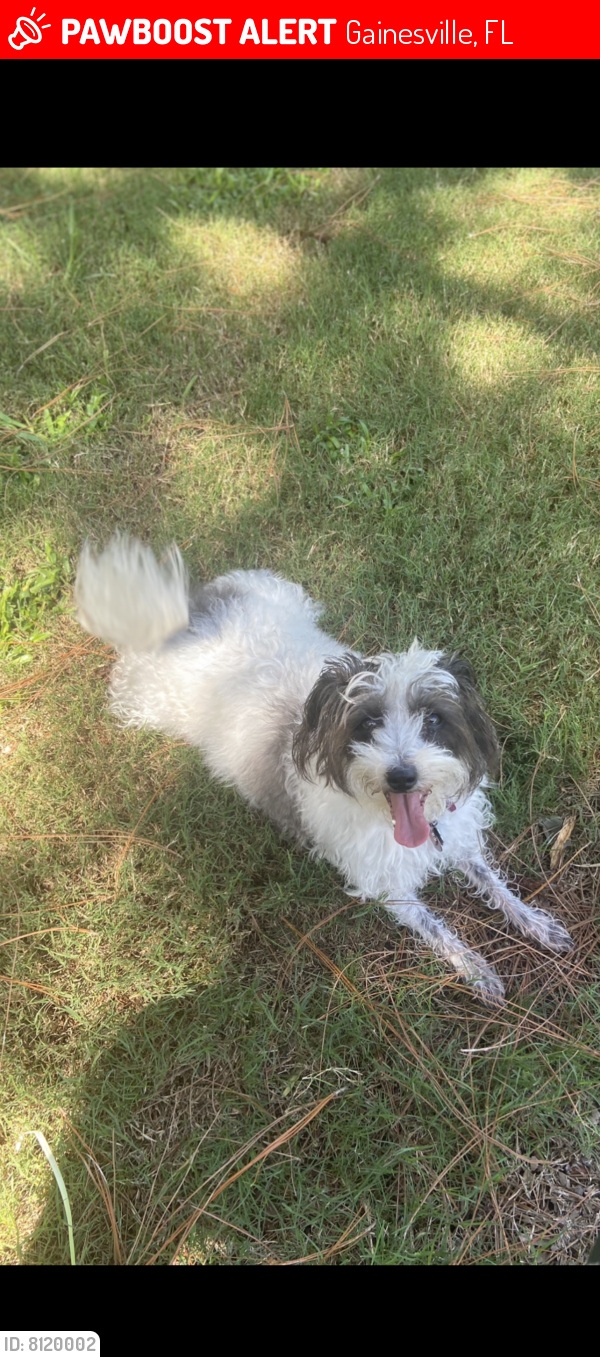 Lost Female Dog last seen Oaks mall  pavilion complex , Gainesville, FL 32607