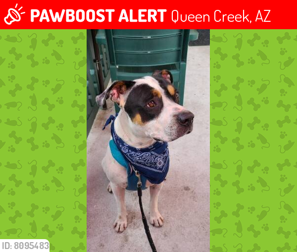 Lost Male Dog last seen Skyline Dr  and Felix rd, Queen Creek, AZ 85142