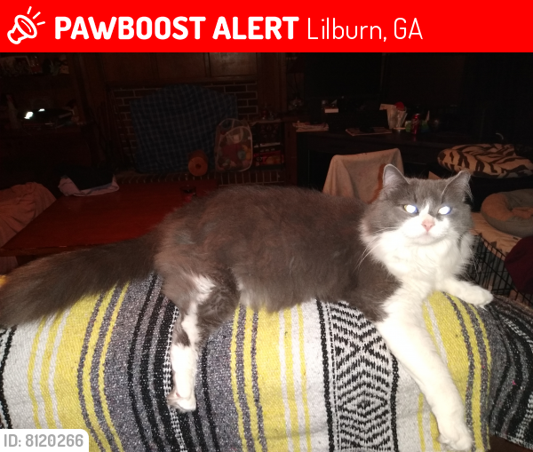 Lost Female Cat last seen Near the Yellow River, Lilburn, GA 30047