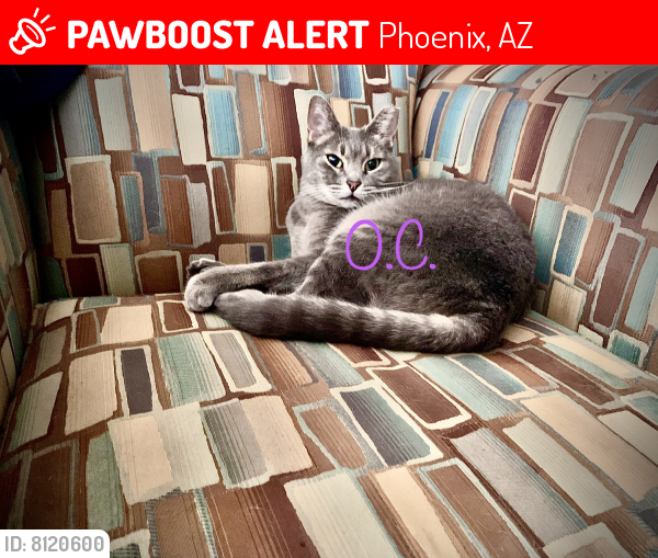 Lost Female Cat last seen 12th st and Glendale ave, Phoenix, AZ 85020