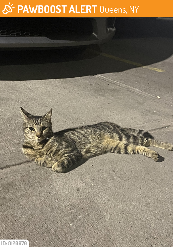 Found/Stray Female Cat in Queens, NY 11355 (ID 8120970) PawBoost