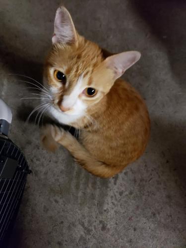 Found/Stray Unknown Cat last seen Sohl Ave. and Michigan St., Hammond, IN 46320