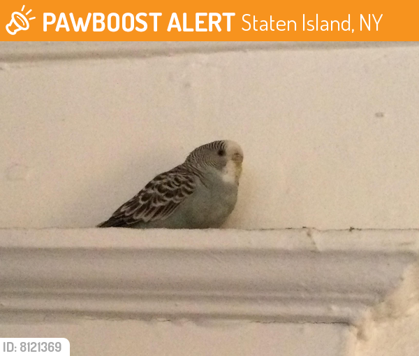 Surrendered Bird in Staten Island, NY 10301 (ID 8121369) PawBoost