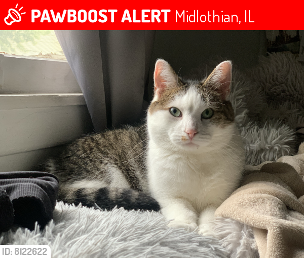 Lost Male Cat last seen 147th Street and Pulaski, Midlothian, IL 60445