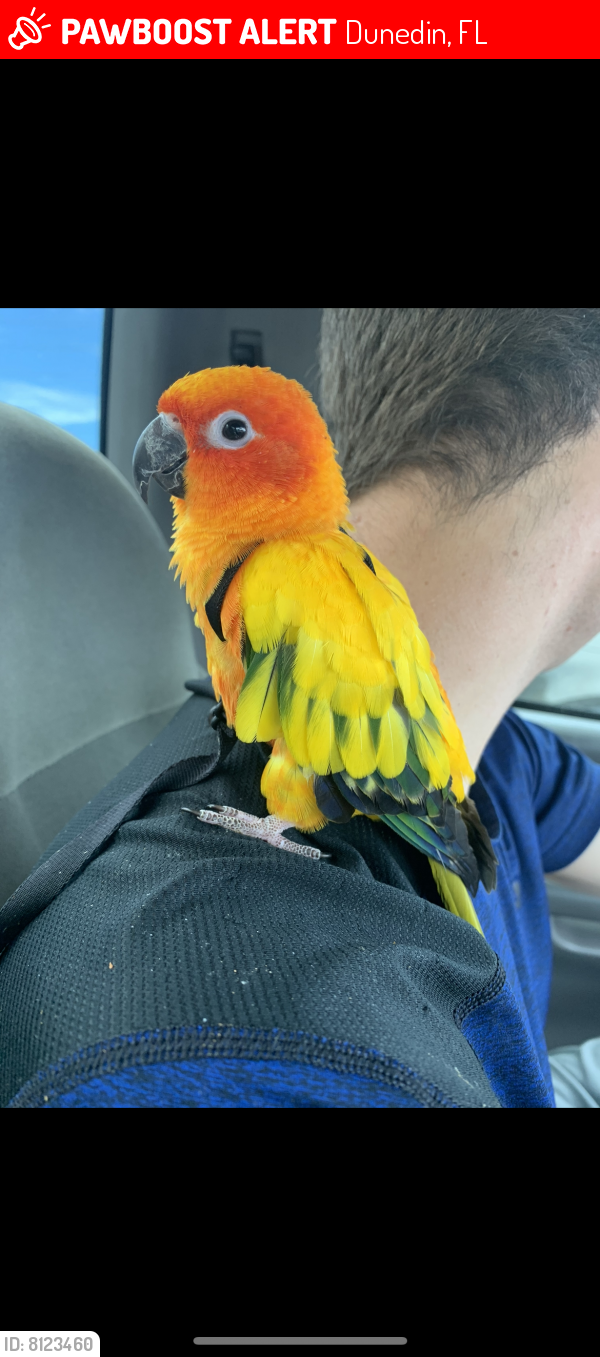 Lost Male Bird last seen Bass Blvd And Main Street, Dunedin, FL 34697