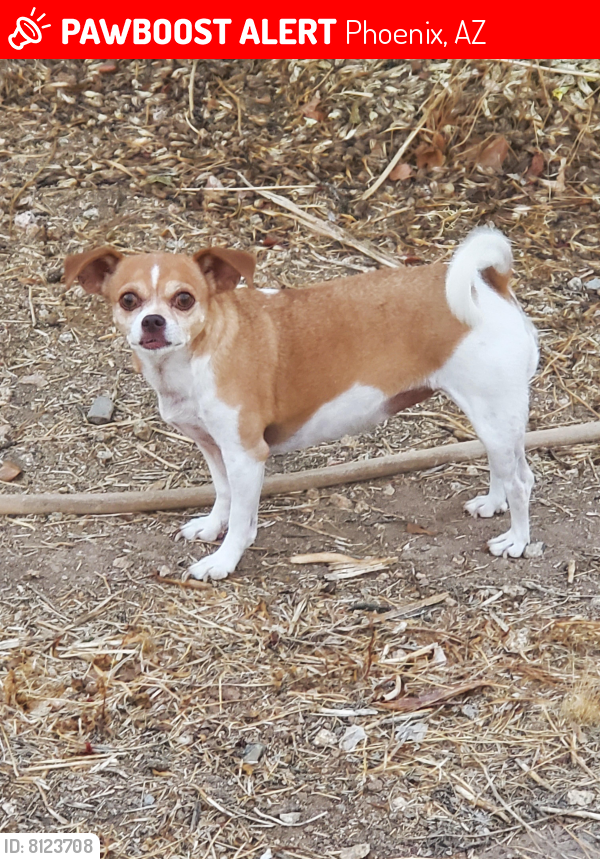 Lost Female Dog last seen 87th Ave & Indian School Rd, Phoenix, AZ 85037