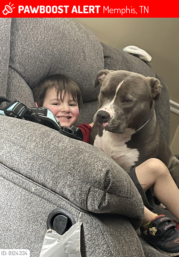 Lost Female Dog in Memphis, TN 38111 Named Blue (ID 8124334) PawBoost