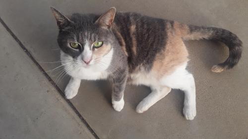 Lost Female Cat last seen Bullard and first, Fresno, CA 93710