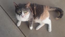 Lost Female Cat last seen Bullard and first, Fresno, CA 93710