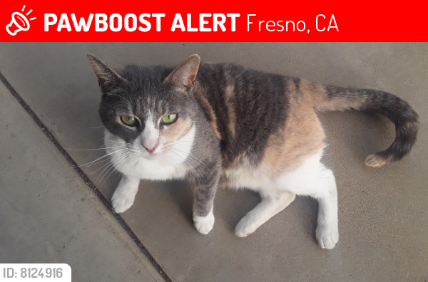 Lost Female Cat last seen Bullard and first, Fresno, CA 93710