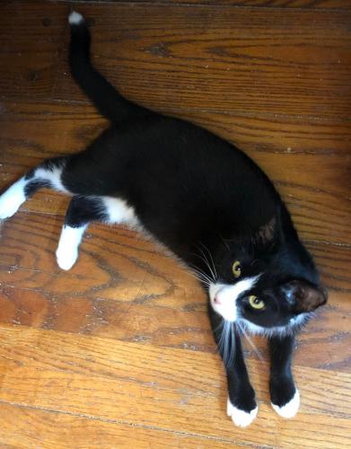 Lost Male Cat last seen Mizelle Meadow Court, Holly Springs, NC 27540