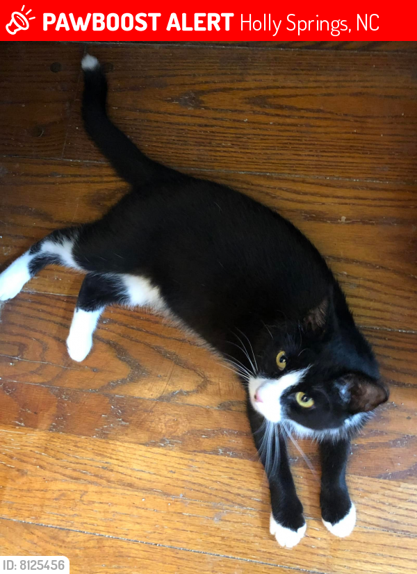 Lost Male Cat last seen Mizelle Meadow Court, Holly Springs, NC 27540