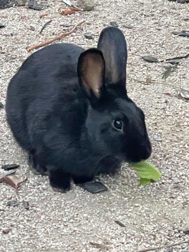 Found/Stray Unknown Rabbit last seen Near Clark St, San Jose, CA 95125