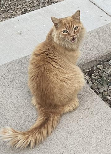 Lost Male Cat last seen University and Rio Bravo, Albuquerque, NM 87105