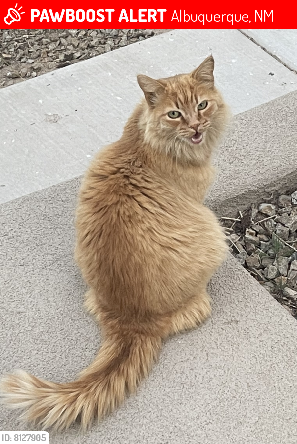 Lost Male Cat last seen University and Rio Bravo, Albuquerque, NM 87105