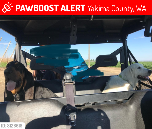 Lost Male Dog in Yakima County, WA 98938 Named Remus & Draco (ID