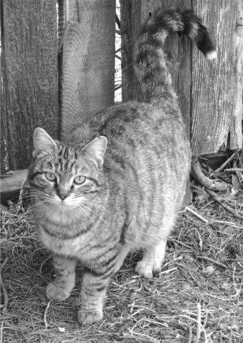 Lost Female Cat last seen 0ld Rt.66 Edgewood NM, Edgewood, NM 87015