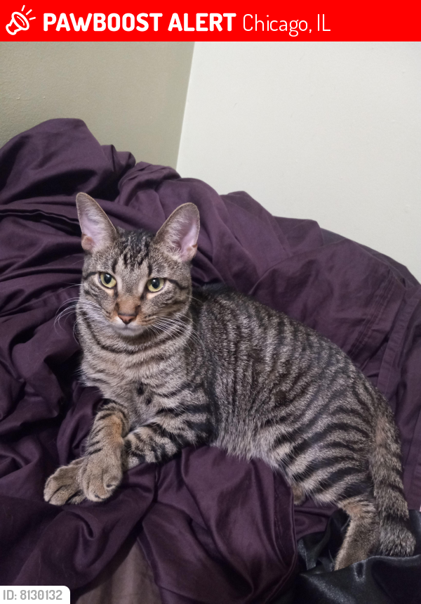 Lost Male Cat last seen 21st and California ave., Chicago, IL 60623